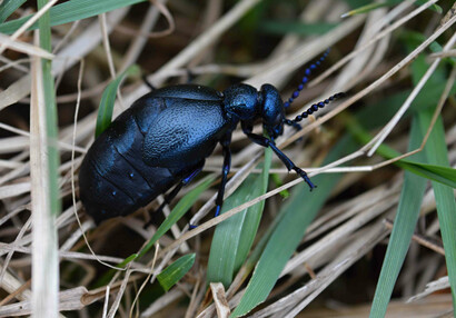 The Blister beetle (Meloe sp.) is known for secretion of a blistering agent, poisonous cantharidin.
