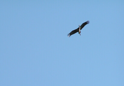 The black stork (Ciconia nigra).