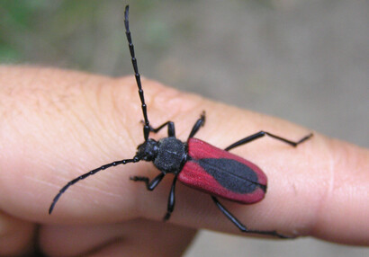 The longhorn beetle (Purpuricenus kaehleri).