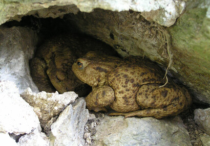 The common toad (Bufo bufo).