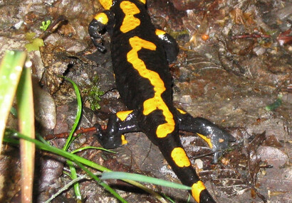 Mlok skvrnitý (Salamandra salamandra) v příkopě staršího hradu.