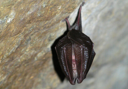 The lesser horseshoe bat (Rhinolophus hipposideros).
