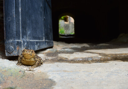 Ropucha obecná (Bufo bufo) hlídá hradní bránu.