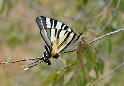 The scarce swallowtail (Iphiclides podalirius).