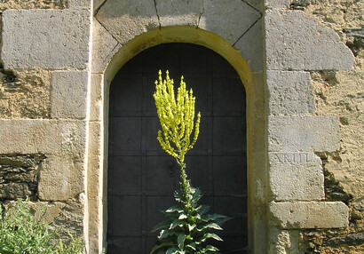 The Hungarian mullein, or showy mullein (Verbascum speciosum).