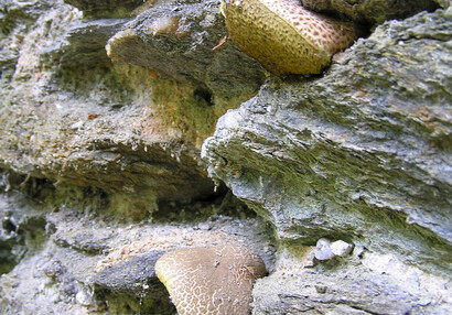 Hřiby žlutomasé (Xerocomellus chrysenteron), lidově nazývané "babky" vyrůstají přímo z hradebních zdí.