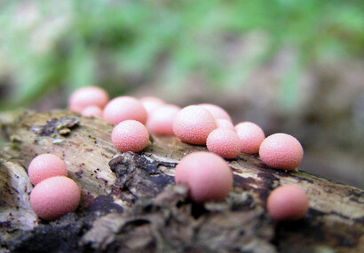 Wolf's milk (Lycogala epidendrum) is a species of myxogastrid amoeba.