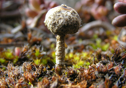 Teplomilná houba palečka zimní (Tulostoma brumale).