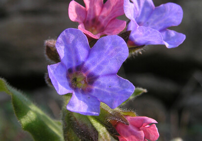 The common lungwort (Pulmonaria officinalis).