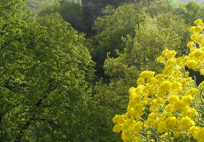 Žlutě kvetoucí tařice skalní (Aurinia saxatilis) je typickou rostlinou skal a hradebních zdí.