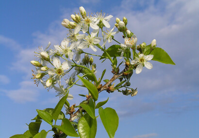 The mahaleb cherry (Prunus mahaleb).