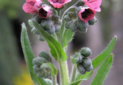 The houndstongue (Cynoglossum officinale).