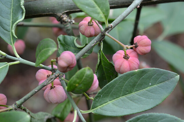 V září dozrávají dekorativní plody brslenu evropského. Keř patří mezi jedovaté druhy rostlin.
