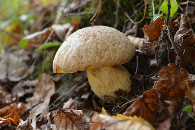Vzácný hřib skvrnitý roste v suti pod starým hradem. Patří mezi nejedlé houby, typický je pro něj jodoformový zápach plodnice.