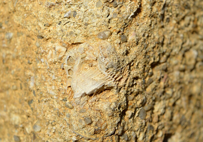 Das Baumaterial der Mauerung besteht aus sog. Eggenburger Kalkstein. Dabei handelt es sich um Sedimente aus einem Meer mit versteinerten Tieren aus dem Tertiär.