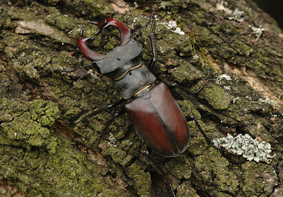 The European stag beetle (Lucanus cervus)