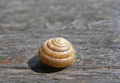 The hairy snail (Trochulus hispidus).