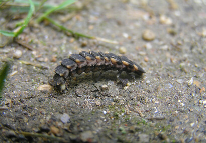 Großer Leuchtkäfer larvae (Lampyris noctiluca).