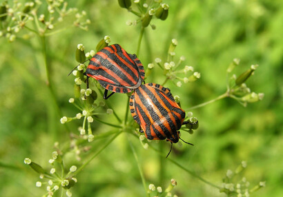The shield bug (Graphosoma lineatum).