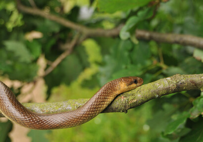 The Aesculapian snake (Zamenis longissimus).