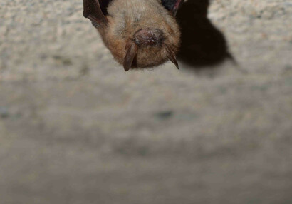 Geoffroy's bat (Myotis emarginatus).