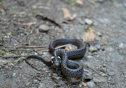 Juvenile Aesculapian snakes have a yellow collar on the neck (Zamenis longissimus).