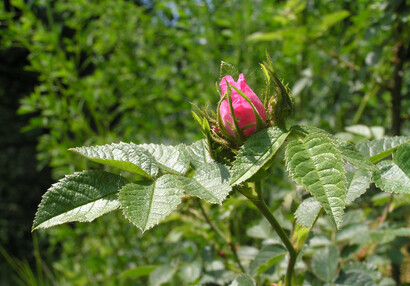 The sweet briar rose (Rosa rubiginosa).
