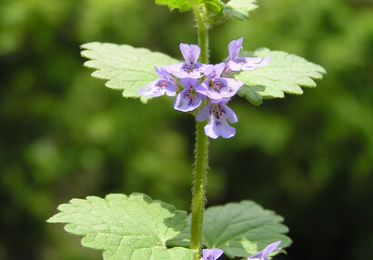 The ground-ivy (Glechoma hederacea).