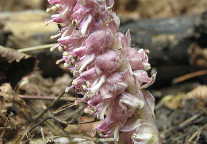 The common toothwort (Lathraea squamaria).