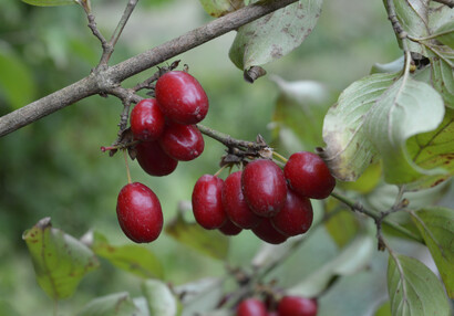 The Cornelian cherry (Cornus mas).